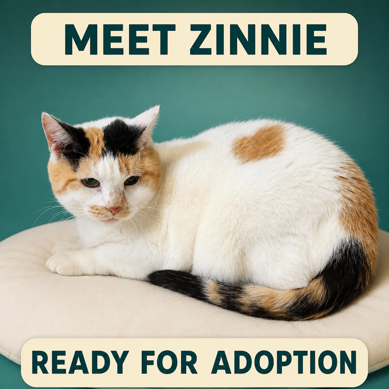 Enlarge Zinnie, a Adoptable Domestic Short Hair in Marshall, MO image 1/3