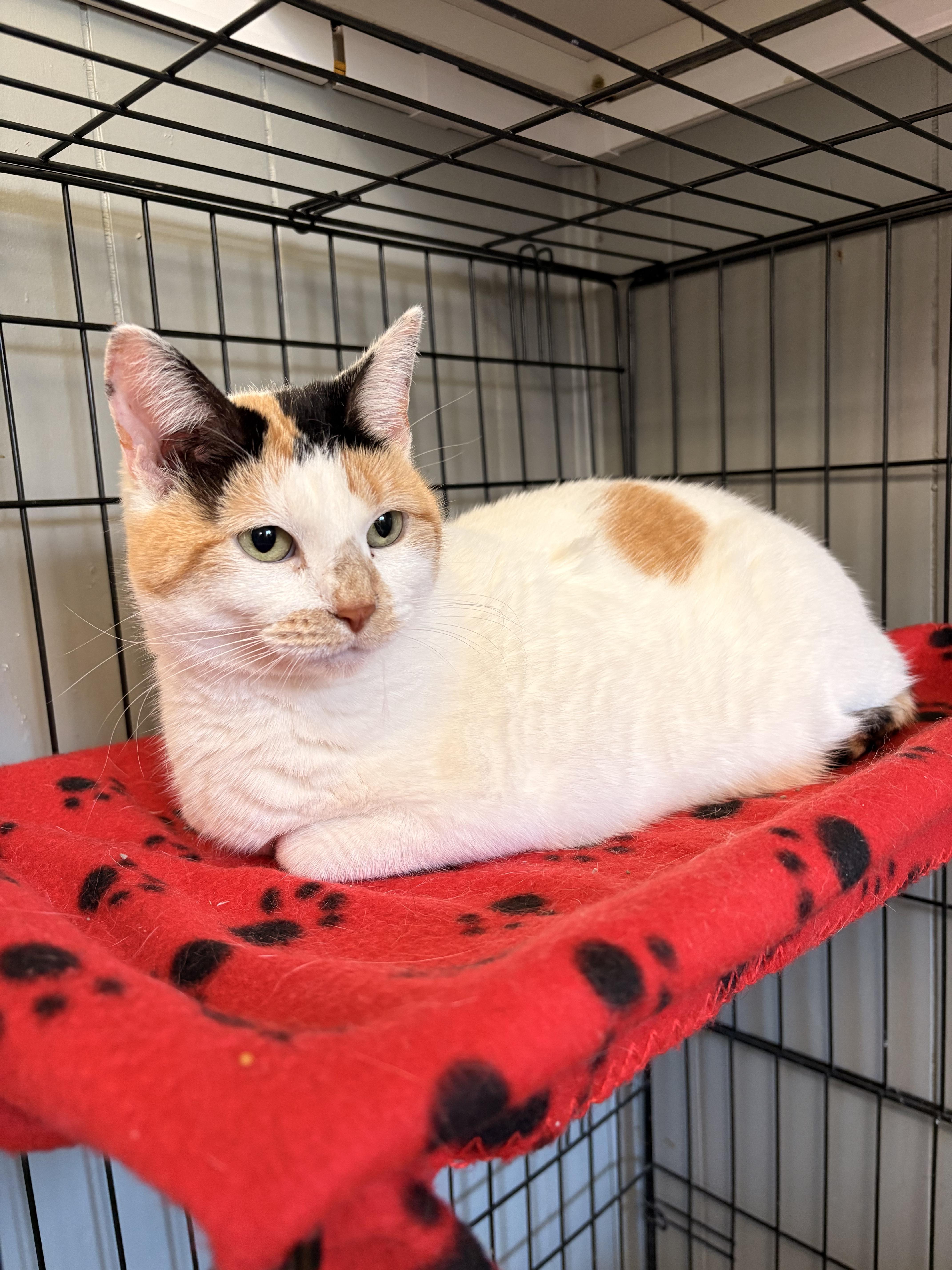 Enlarge Zinnie, a Adoptable Domestic Short Hair in Marshall, MO image 3/3