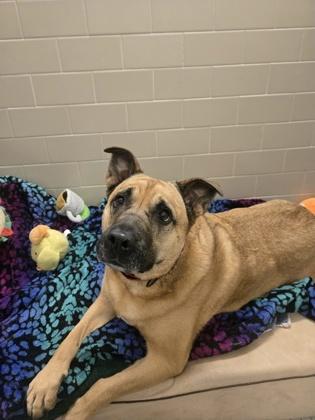 Enlarge Sabrina, a Adoptable mixed breed in Bellevue, WA image 1/3