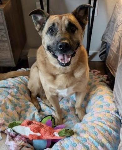 Sabrina, Adoptable, Adult Female Cattle Dog & Mixed Breed.