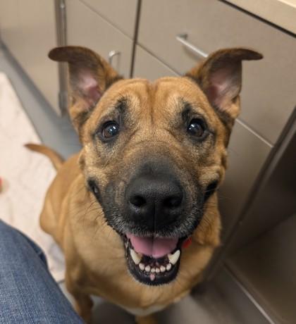 Enlarge Sabrina, a Adoptable mixed breed in Bellevue, WA image 2/3