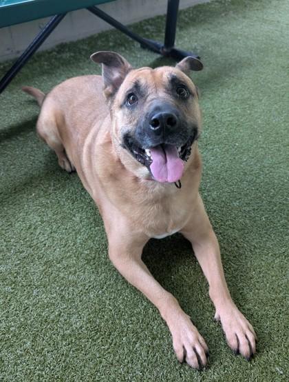 Enlarge Sabrina, a Adoptable mixed breed in Bellevue, WA image 2/3
