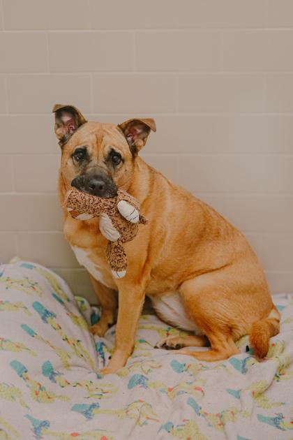 Enlarge Sabrina, a Adoptable mixed breed in Bellevue, WA image 3/3