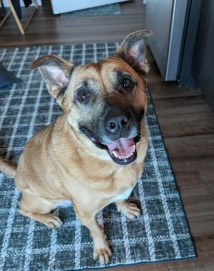 Enlarge Sabrina, a Adoptable mixed breed in Bellevue, WA image 3/3