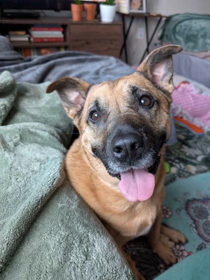 Sabrina, Adoptable, Adult Female Cattle Dog & Mixed Breed.