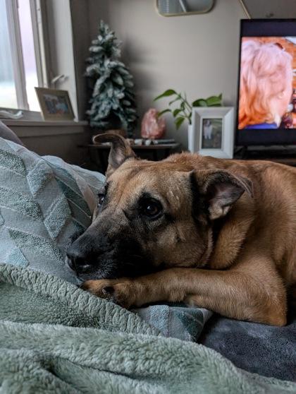 Enlarge Sabrina, a Adoptable mixed breed in Bellevue, WA image 2/3