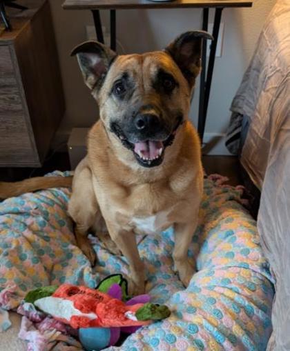 Enlarge Sabrina, a Adoptable mixed breed in Bellevue, WA image 3/3