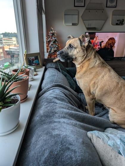 Enlarge Sabrina, a Adoptable mixed breed in Bellevue, WA image 3/3