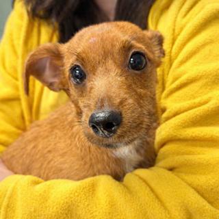Benny, ADOPTABLE, Young Male Dachshund & Wire Fox Terrier.
