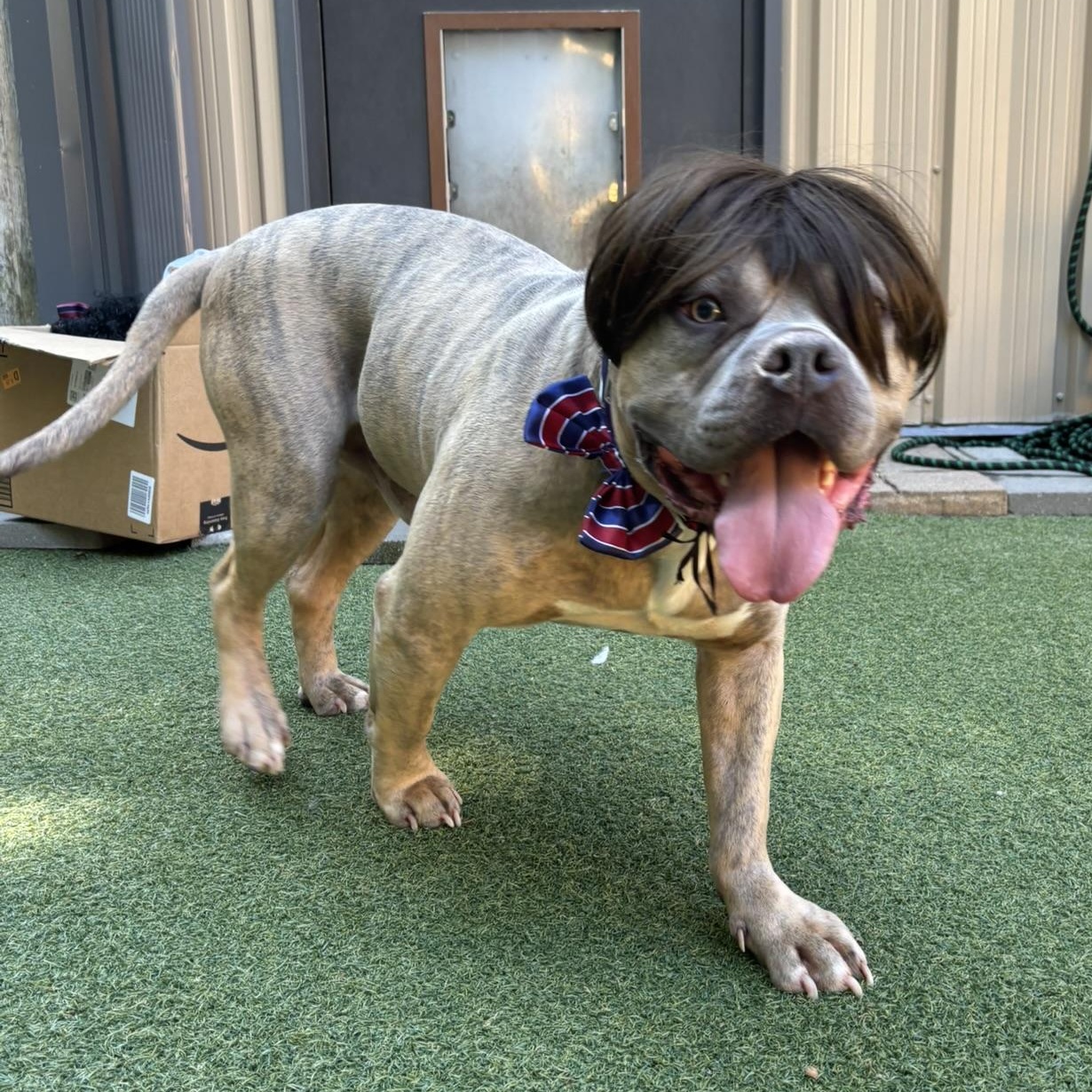 Enlarge Espresso, a Adoptable Staffordshire Bull Terrier in Pembroke, MA image 4/6