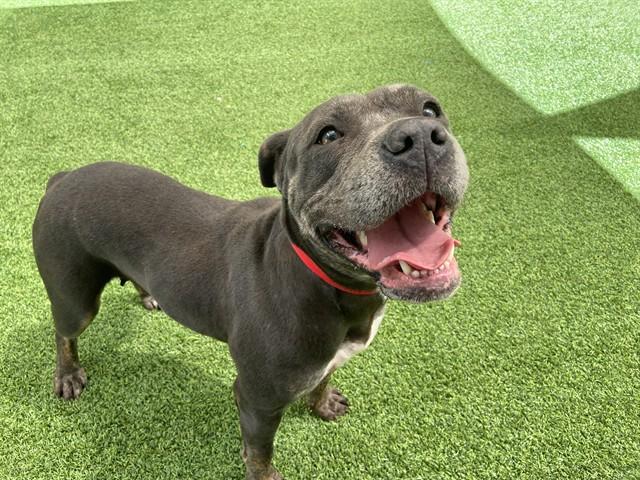 JESSABELLE, Adoptable, Adult Female American Staffordshire Terrier.