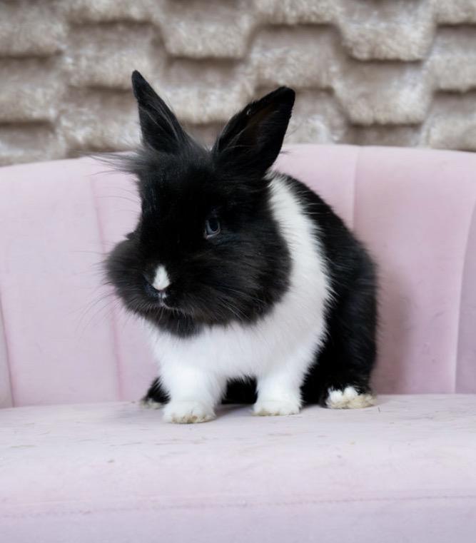 Kimiko, ADOPTABLE, Young Female Lionhead & Dutch.