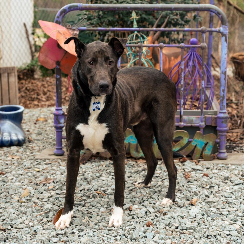 Enlarge Tobias, a Adoptable Labrador Retriever in Wake Forest, NC image 1/5