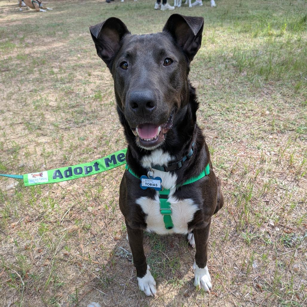 Enlarge Tobias, a Adoptable Labrador Retriever in Wake Forest, NC image 2/6