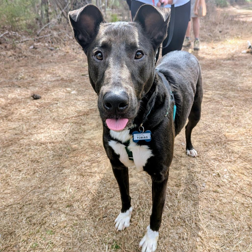 Enlarge Tobias, a Adoptable Labrador Retriever in Wake Forest, NC image 2/5