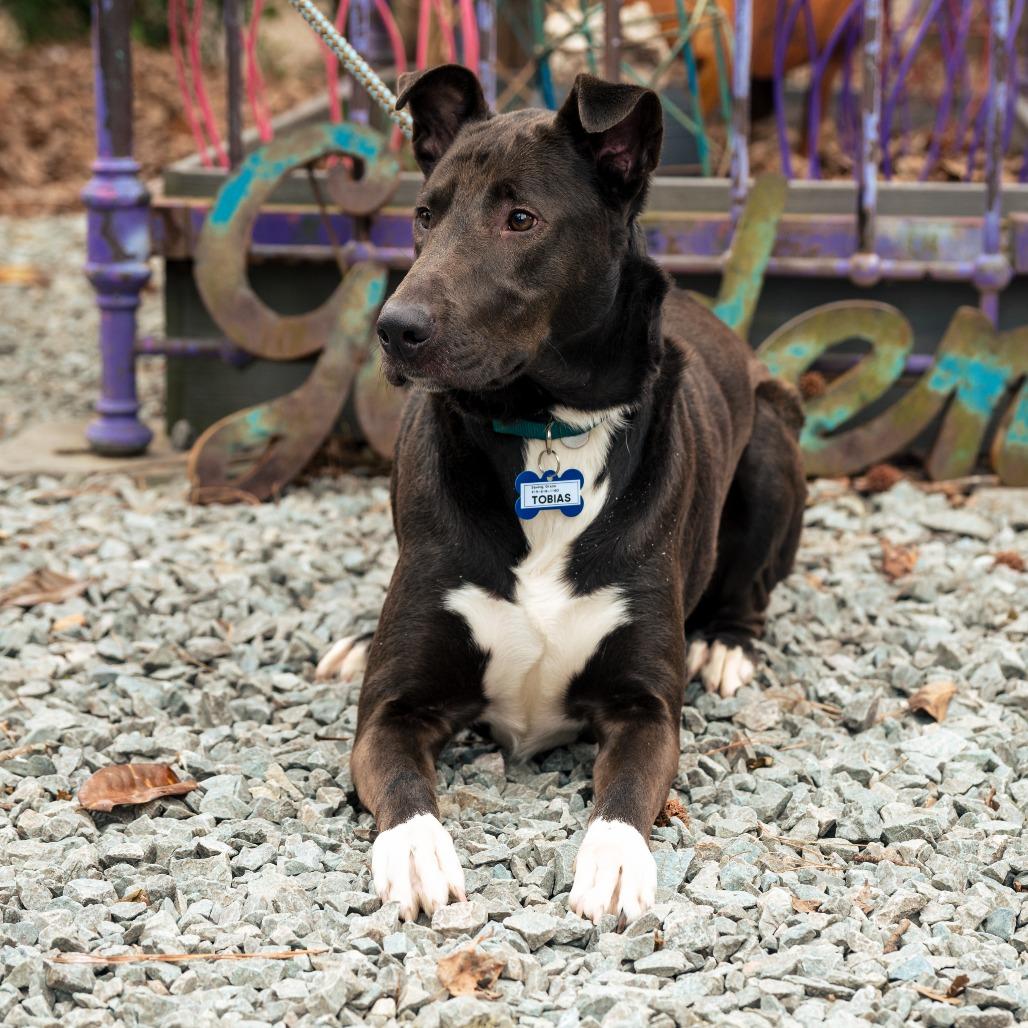 Enlarge Tobias, a Adoptable Labrador Retriever in Wake Forest, NC image 3/5