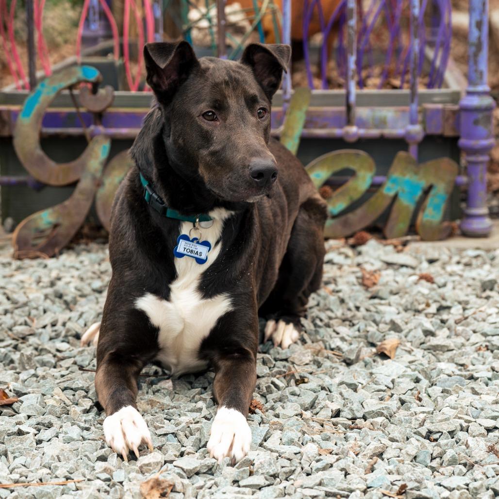 Enlarge Tobias, a Adoptable Labrador Retriever in Wake Forest, NC image 4/5