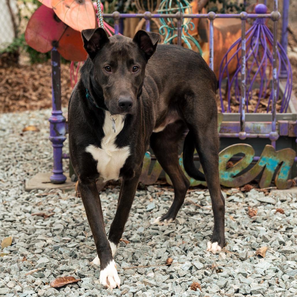Enlarge Tobias, a Adoptable Labrador Retriever in Wake Forest, NC image 5/5