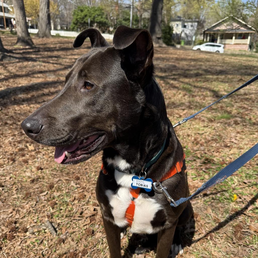 Enlarge Tobias, a Adoptable Labrador Retriever in Wake Forest, NC image 6/6