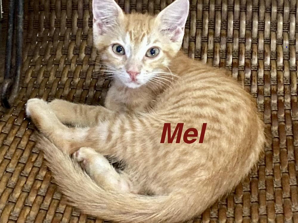Mel, a Adoptable Tabby in Fern Park, FL image 1/2