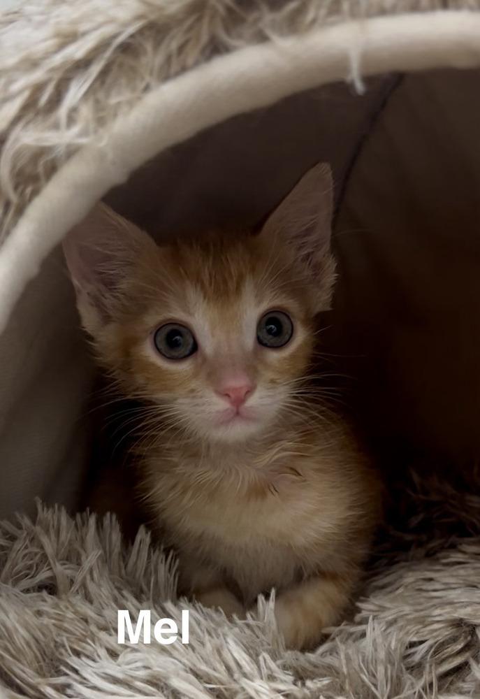 Mel, a Adoptable Tabby in Fern Park, FL image 2/2