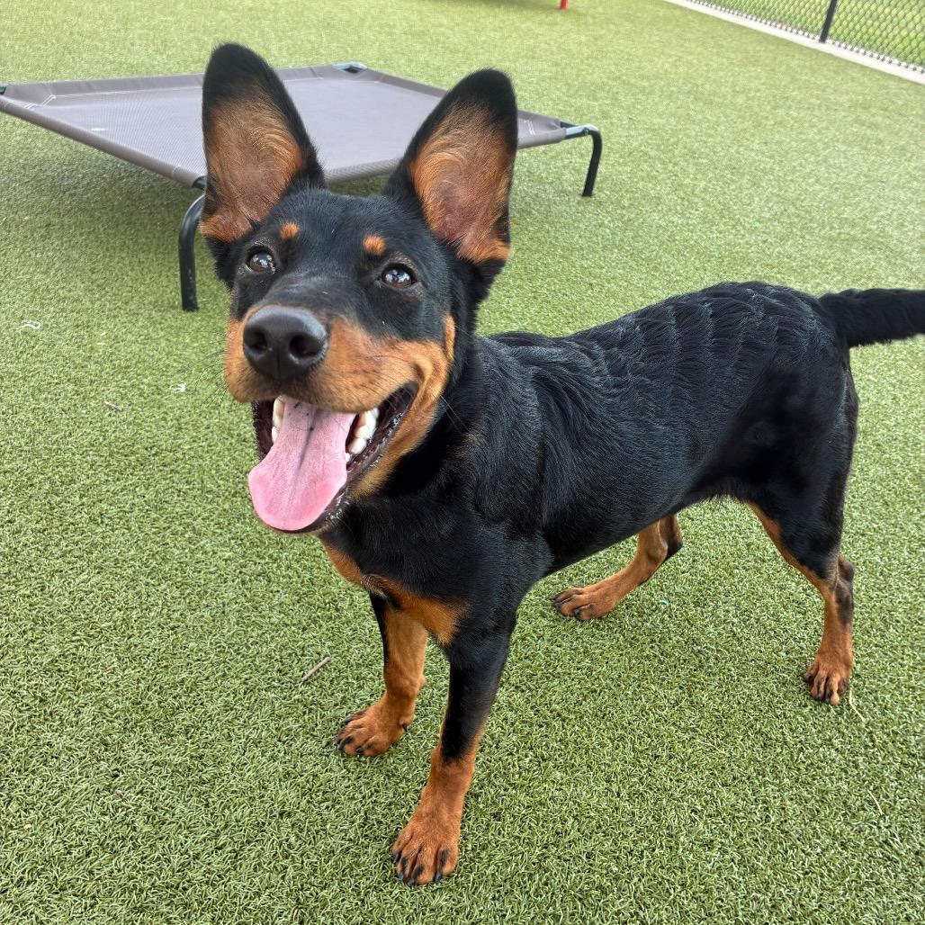 Enlarge Zia, a Adoptable Hound in Bryan, TX image 2/6