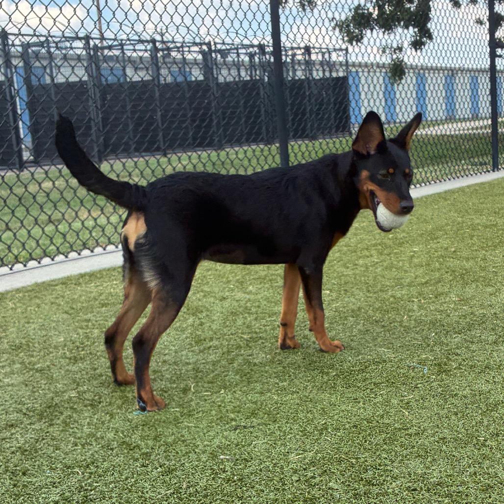 Enlarge Zia, a Adoptable Hound in Bryan, TX image 3/6