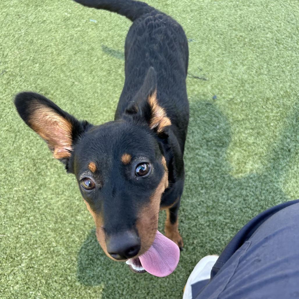 Enlarge Zia, a Adoptable Hound in Bryan, TX image 4/6
