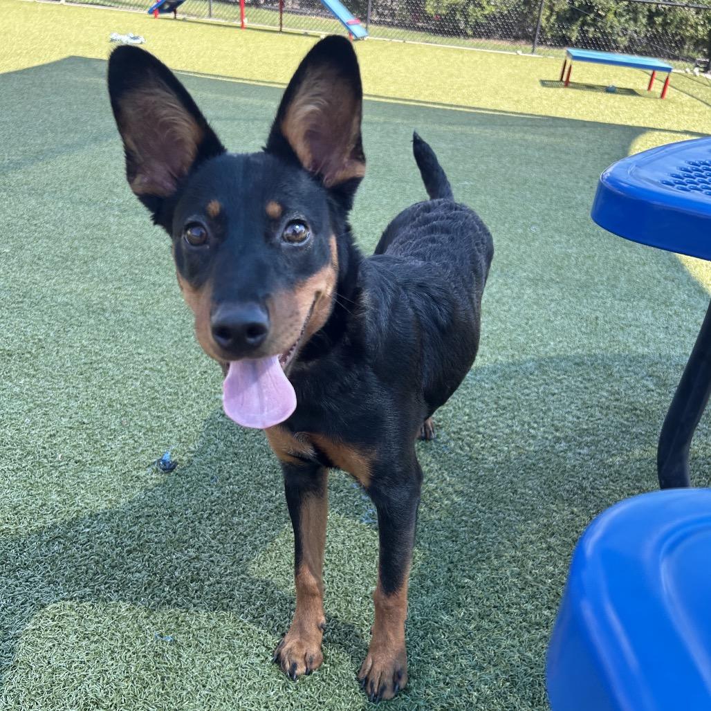 Enlarge Zia, a Adoptable Hound in Bryan, TX image 5/6