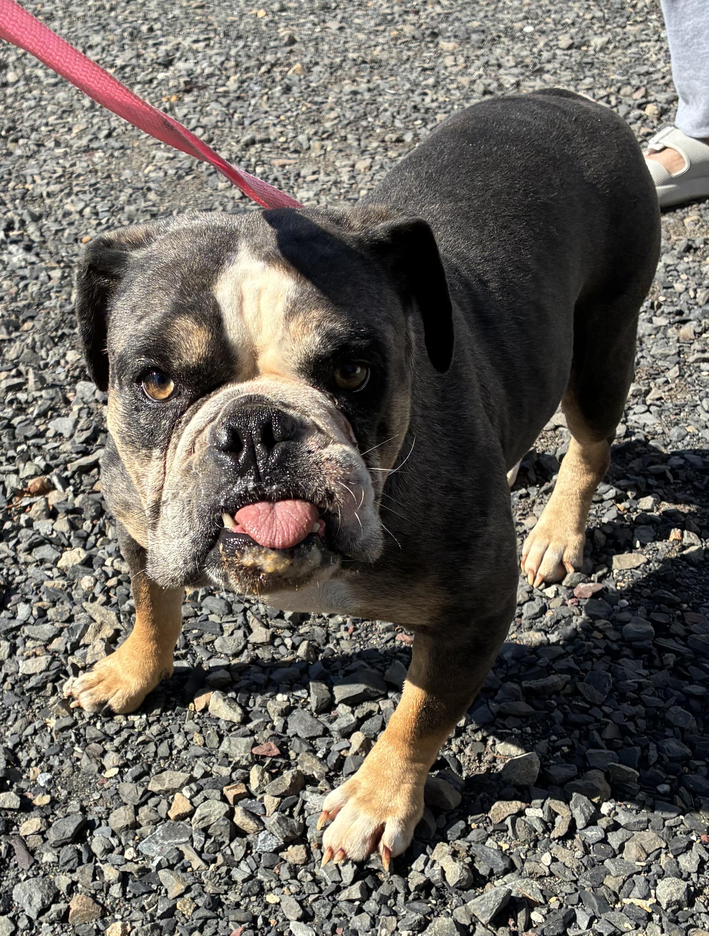Gertrude, Adoptable, Adult Female English Bulldog.