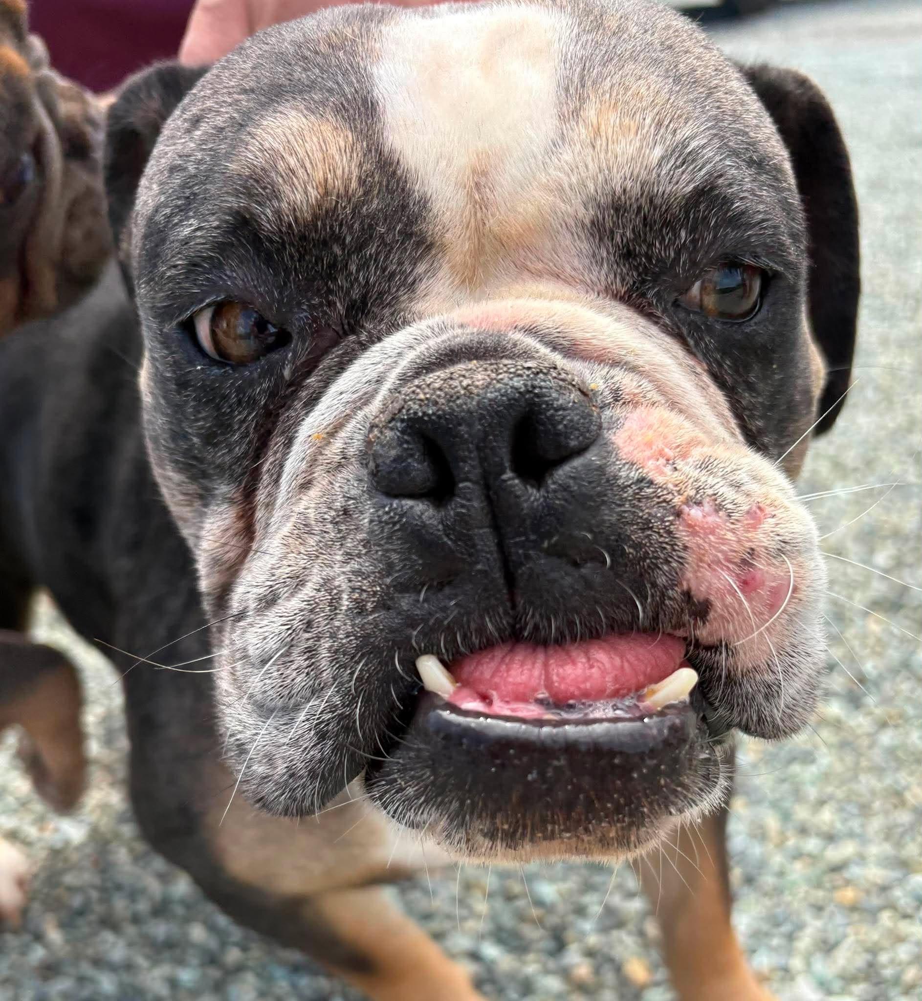 Enlarge Gertrude, a Adoptable English Bulldog in Havertown, PA image 2/4