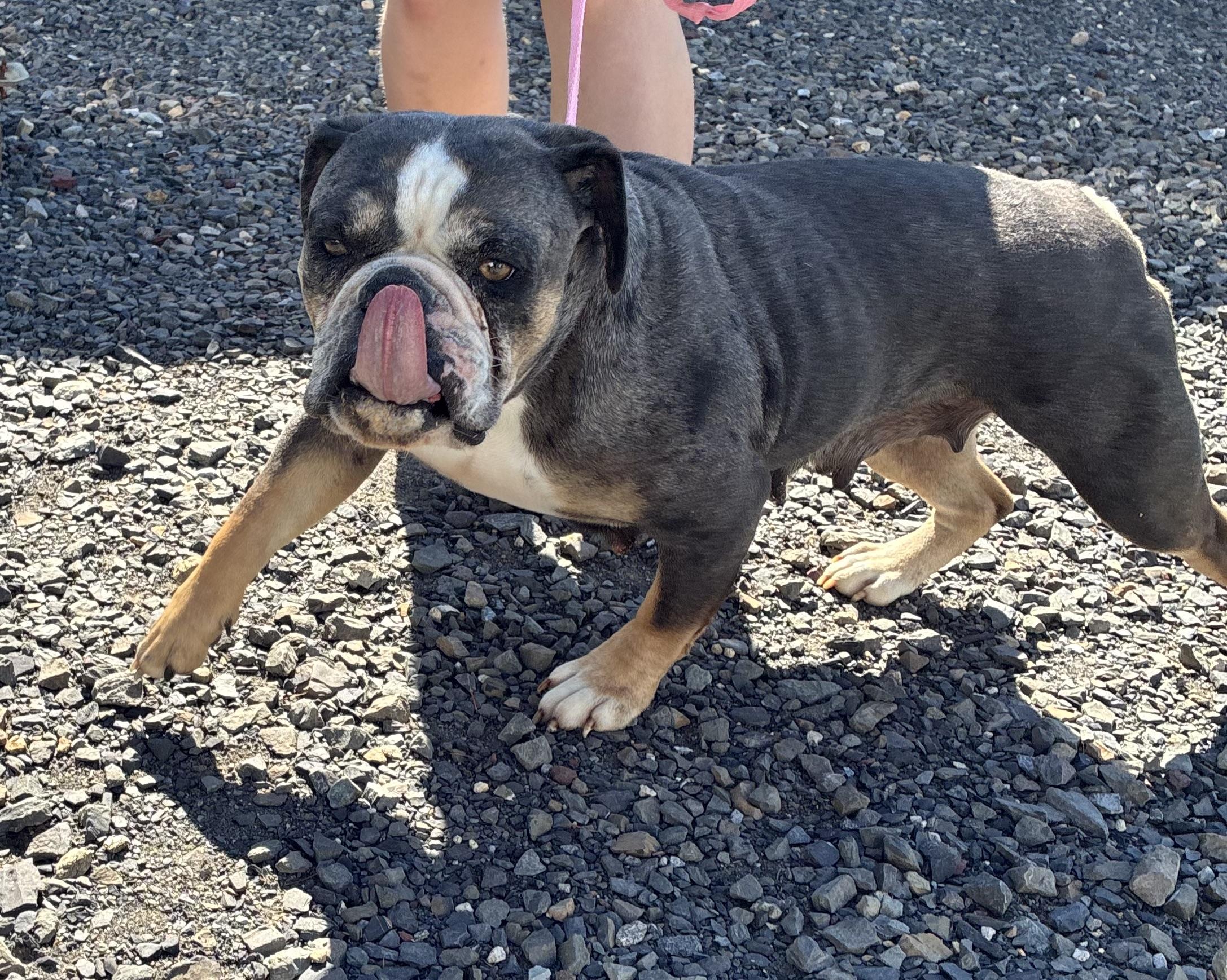 Enlarge Gertrude, a Adoptable English Bulldog in Havertown, PA image 3/4