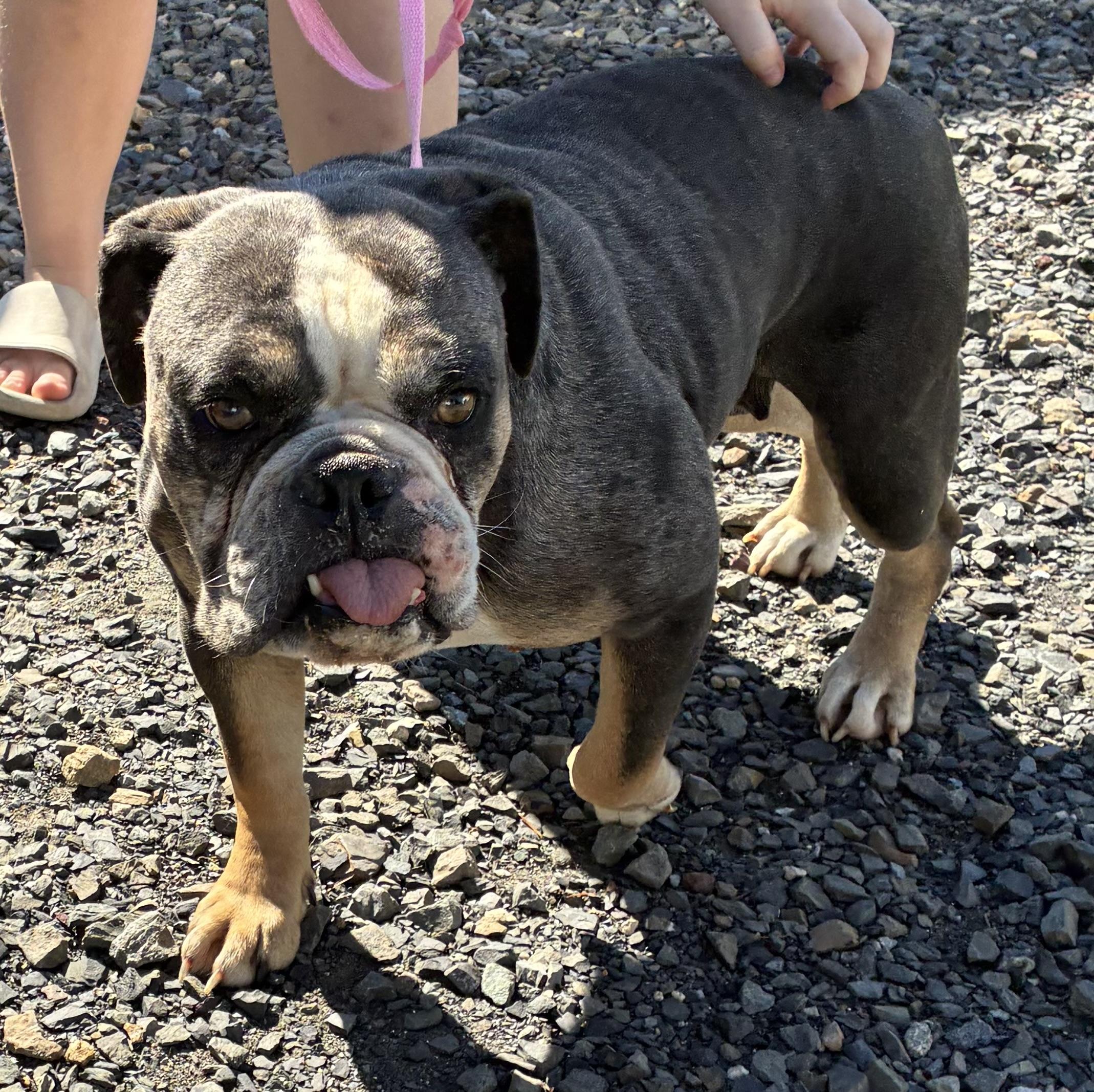 Enlarge Gertrude, a Adoptable English Bulldog in Havertown, PA image 4/4