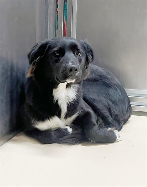 SAVANAH, Adoptable, Adult Female Border Collie & Mixed Breed.