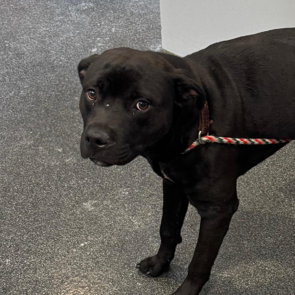 Enlarge Roscoe, a Adoptable Mixed Breed in Allentown, PA image 1/5