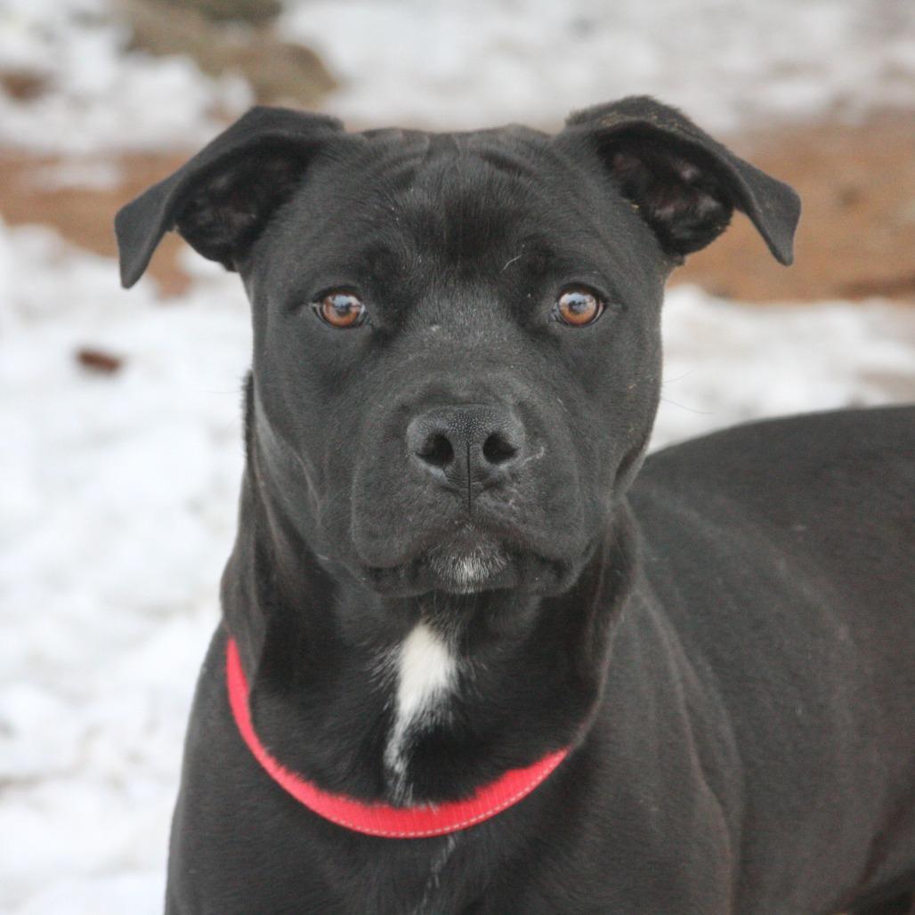 Enlarge Roscoe, a Adoptable Mixed Breed in Allentown, PA image 2/5