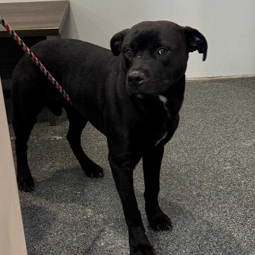 Enlarge Roscoe, a Adoptable Mixed Breed in Allentown, PA image 3/5