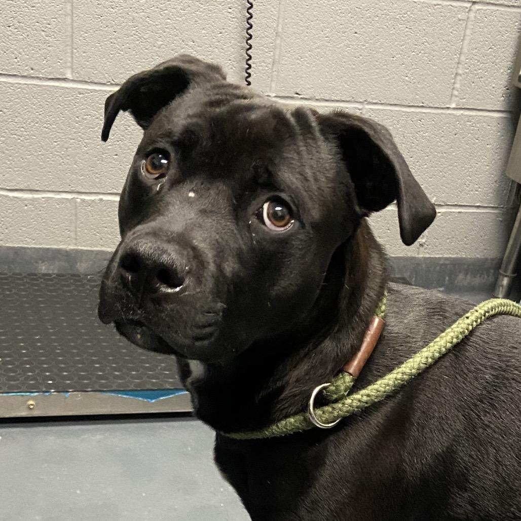 Enlarge Roscoe, a Adoptable Mixed Breed in Allentown, PA image 4/5