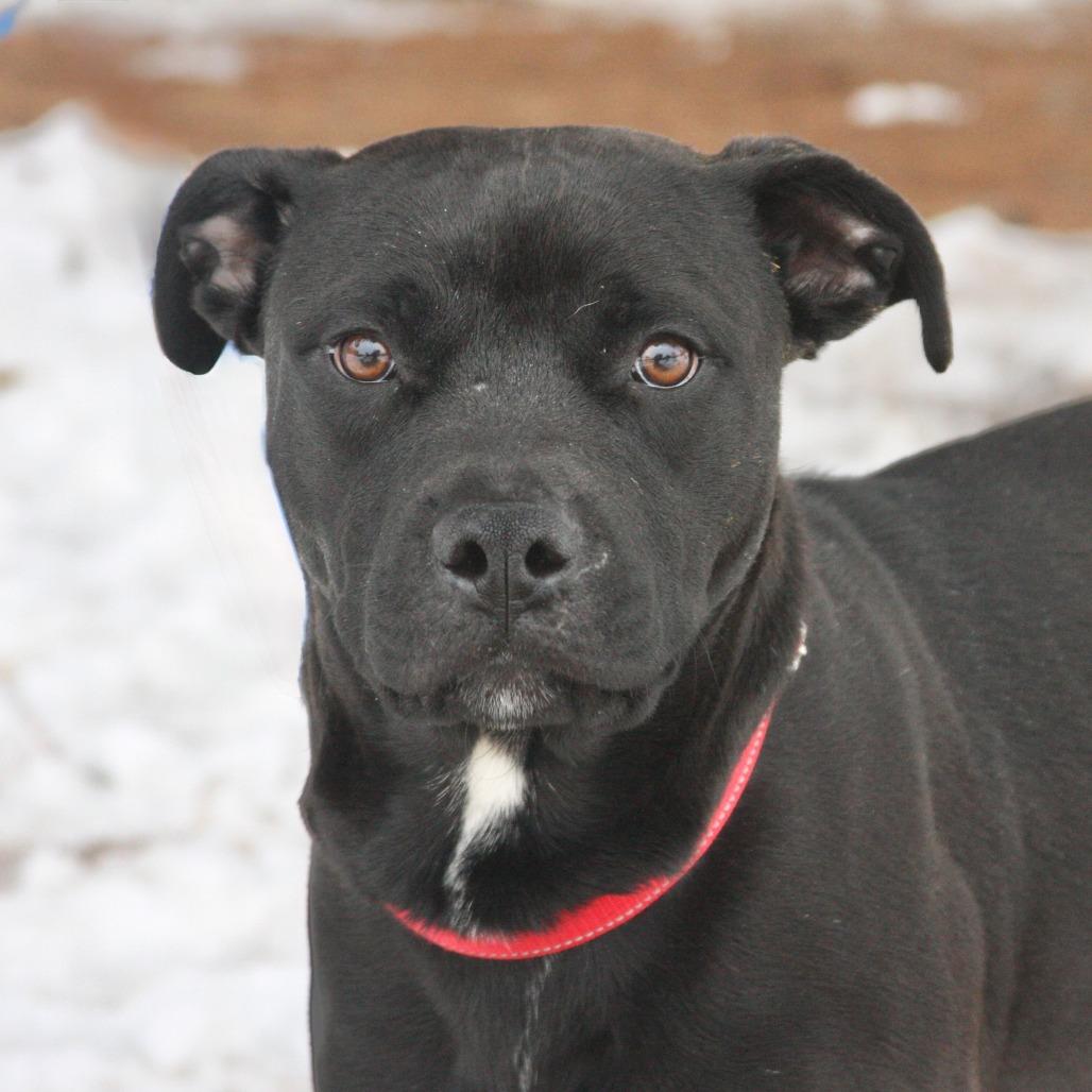 Enlarge Roscoe, a Adoptable Mixed Breed in Allentown, PA image 5/5