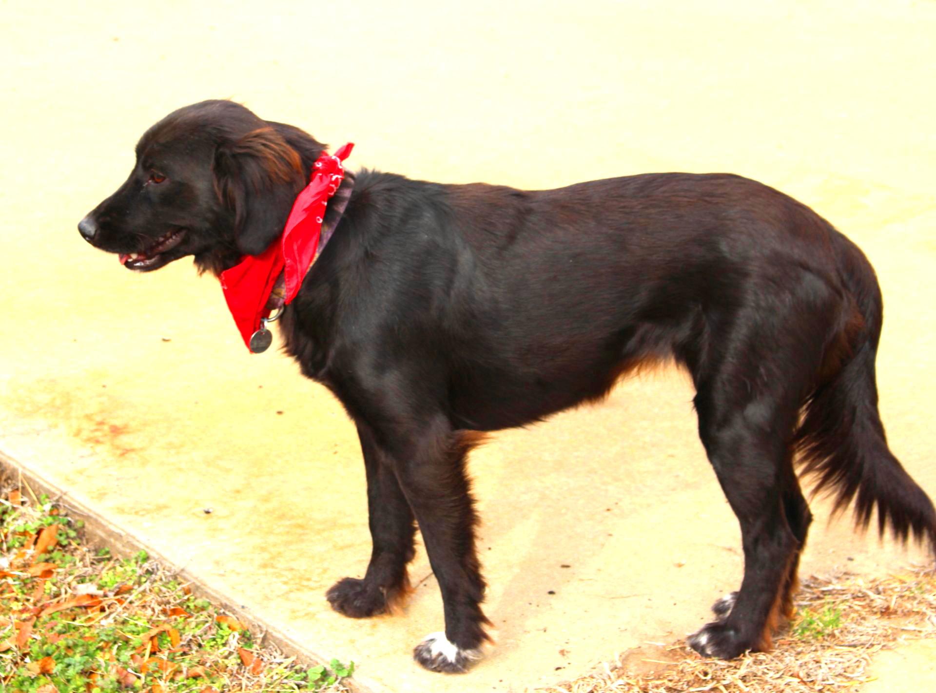Enlarge Winnie, an adopted mixed breed in Muldrow, OK image 2/6