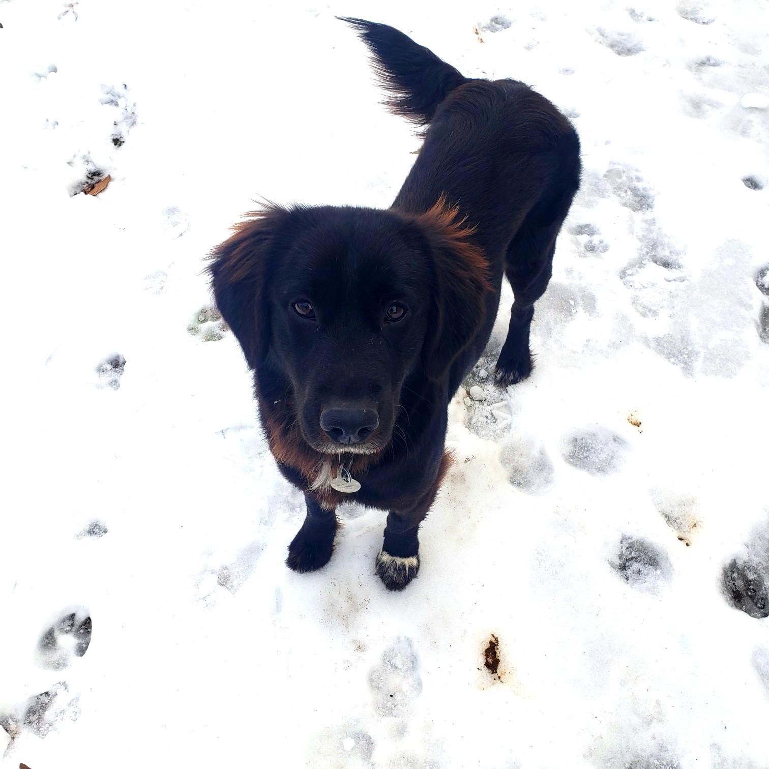 Enlarge Winnie, an adopted mixed breed in Muldrow, OK image 1/6