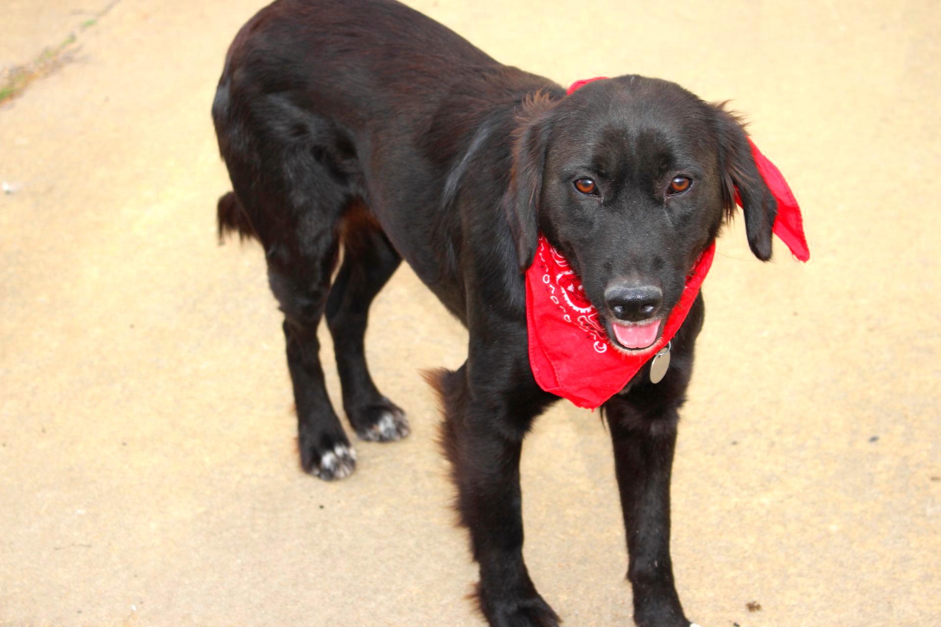 Enlarge Winnie, an adopted mixed breed in Muldrow, OK image 4/6