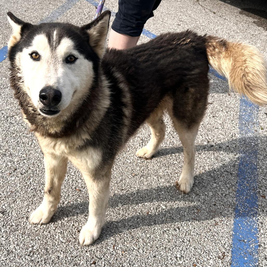 Snappy, Adoptable, Adult Male Husky.