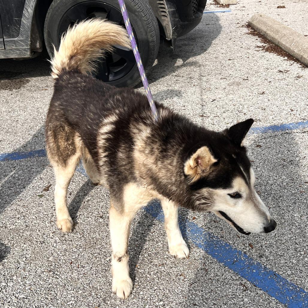 Enlarge Snappy, a Adoptable Husky in Warrensburg, MO image 2/2