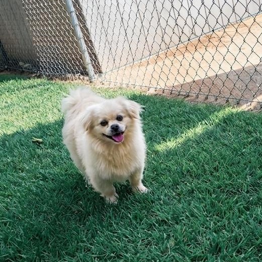 BISCUIT, an adopted mixed breed in Athens, AL image 2/2