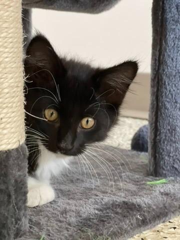 Cooper, Adoptable, Kitten Male Domestic Long Hair.