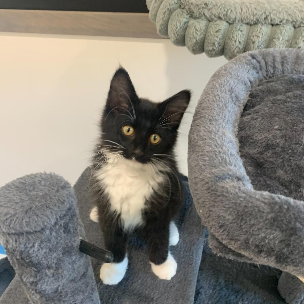 Cooper, a Adoptable mixed breed in Grand Rapids, MN image 2/5