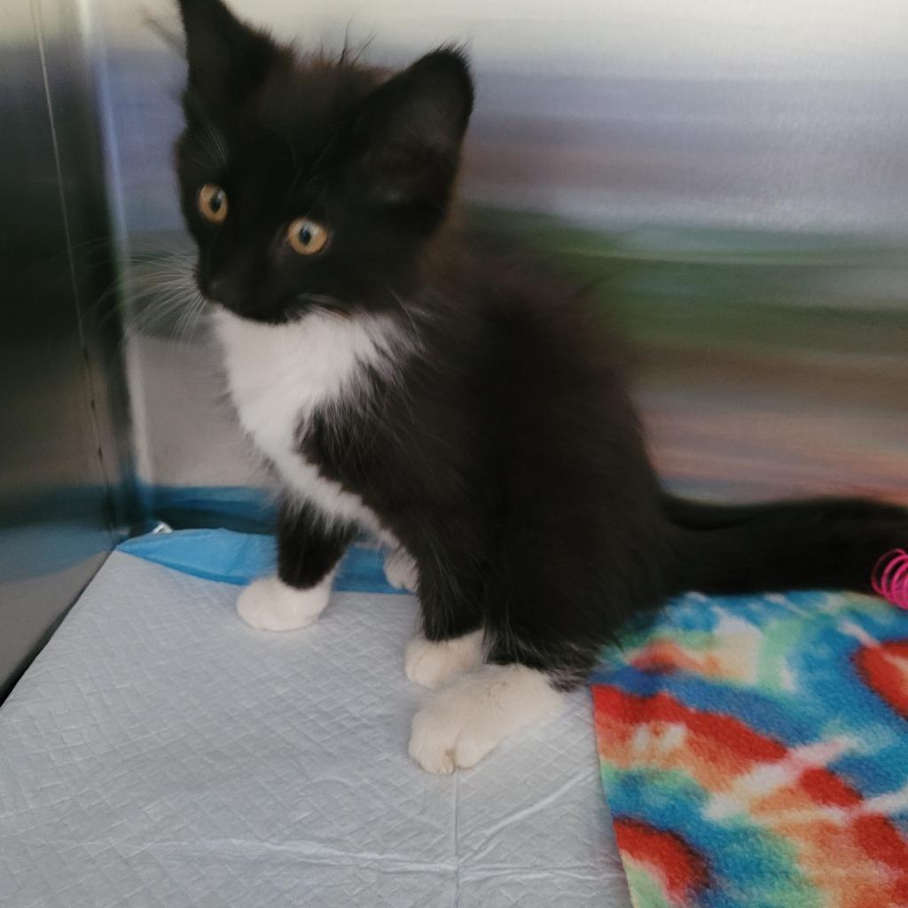 Cooper, a Adoptable mixed breed in Grand Rapids, MN image 3/5