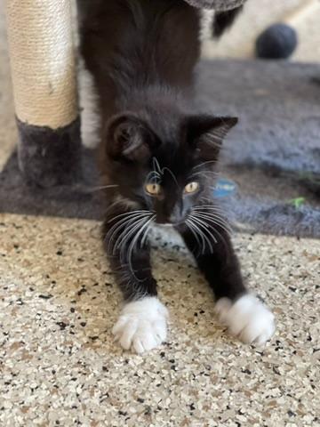 Cooper, a Adoptable mixed breed in Grand Rapids, MN image 4/5