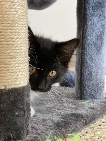 Cooper, a Adoptable mixed breed in Grand Rapids, MN image 5/5